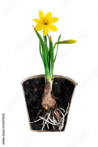 Foto Transversal cut of cardboard pot with yellow daffodil plant