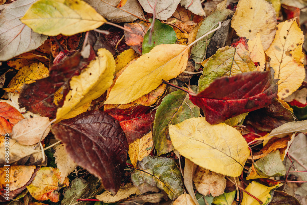 Autumn dry fallen colorful leaves. Natural background. Autumn dry fallen colorful leaves. Natural background.