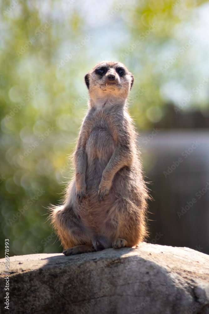 The meerkat (Suricata suricatta) or suricate is a small mongoose found in southern Africa
The meerkat (Suricata suricatta) or suricate is a small mongoose found in southern Africa