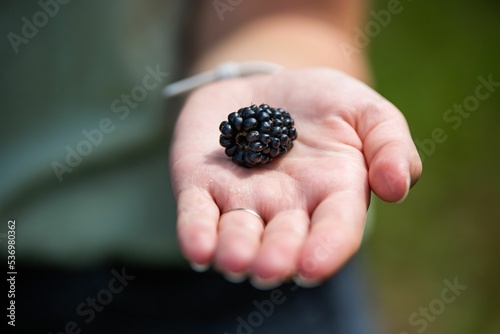 Closeup of a black rasberry in a hand, Rubus occidentalis