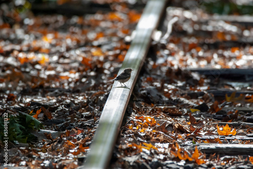 Wallpaper Mural Yellow Rumped Warbler Foraging Torontodigital.ca