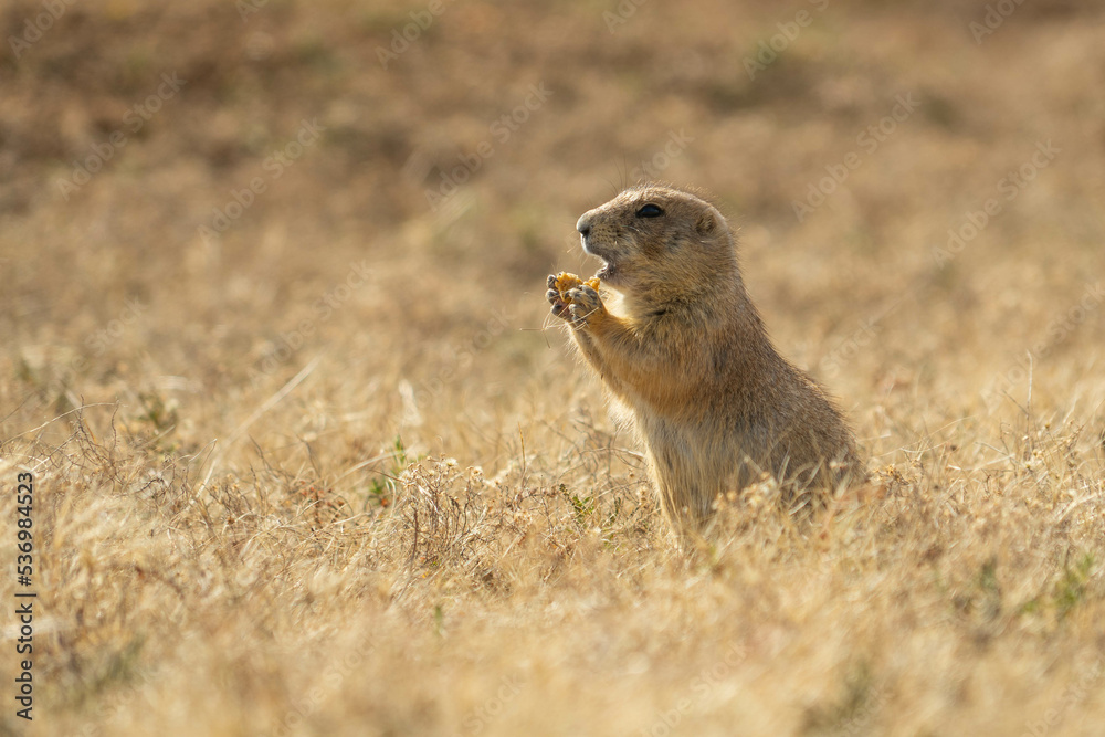 Fototapeta premium Prairie dogs in the Wichita Mountains Wildlife Refuge in the fall, autumn