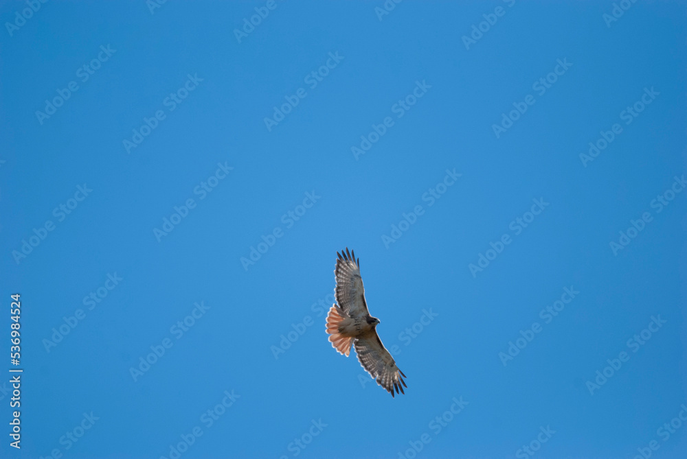 Fototapeta premium Red Tailed Hawk flying overhead
