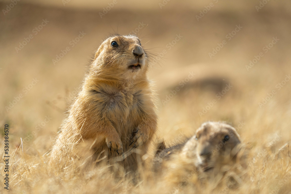 Prairie dogs in the Wichita Mountains Wildlife Refuge in the fall, autumn Prairie dogs in the Wichita Mountains Wildlife Refuge in the fall, autumn