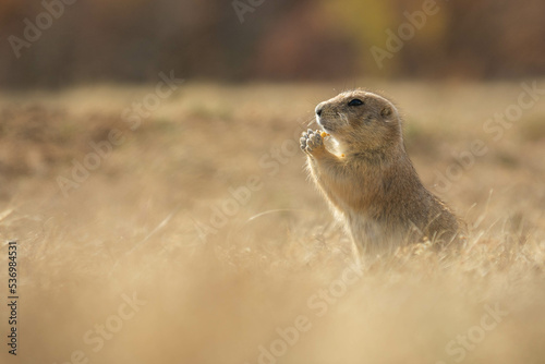Prairie dogs in the Wichita Mountains Wildlife Refuge in the fall, autumn