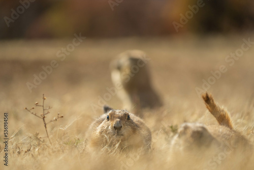 Prairie dogs in the Wichita Mountains Wildlife Refuge in the fall, autumn photo