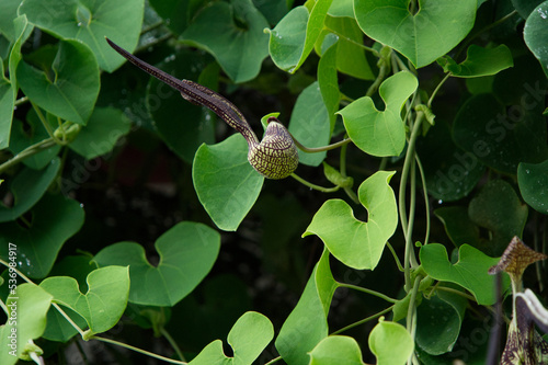 Aristolochia signes (famille aristolochiacées) plante originaire d'Amérique du Sud mais photographiée en Thaïlande, surnommée aussi jabot de dinde ou faisan en Asie