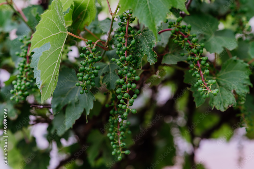 Close-up of unripe grapes, outdoor in garden. Close-up of unripe grapes, outdoor in garden.