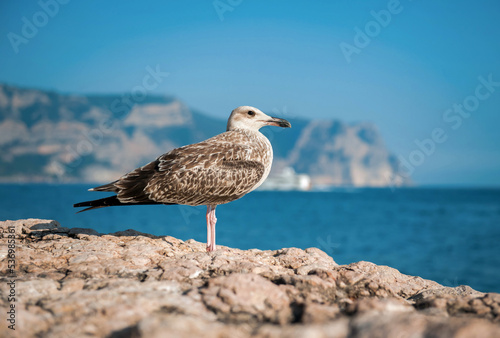 A seagull sits on a stone against the backdrop of the sea and mountains in summer close-up © Александр Довянский