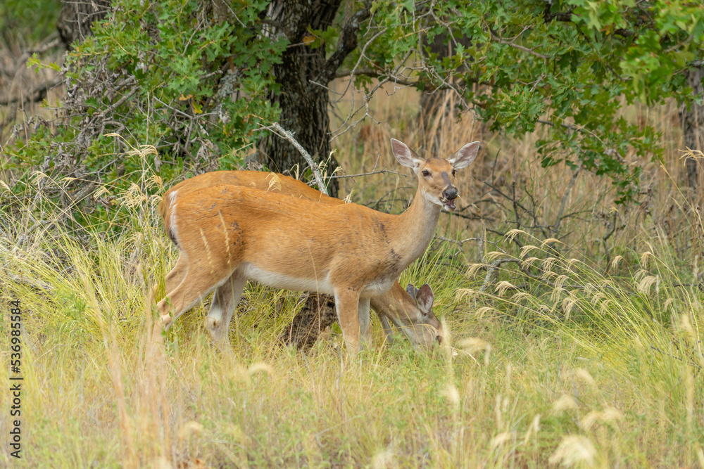 Wichita Mountains Wildlife Refuge, deer