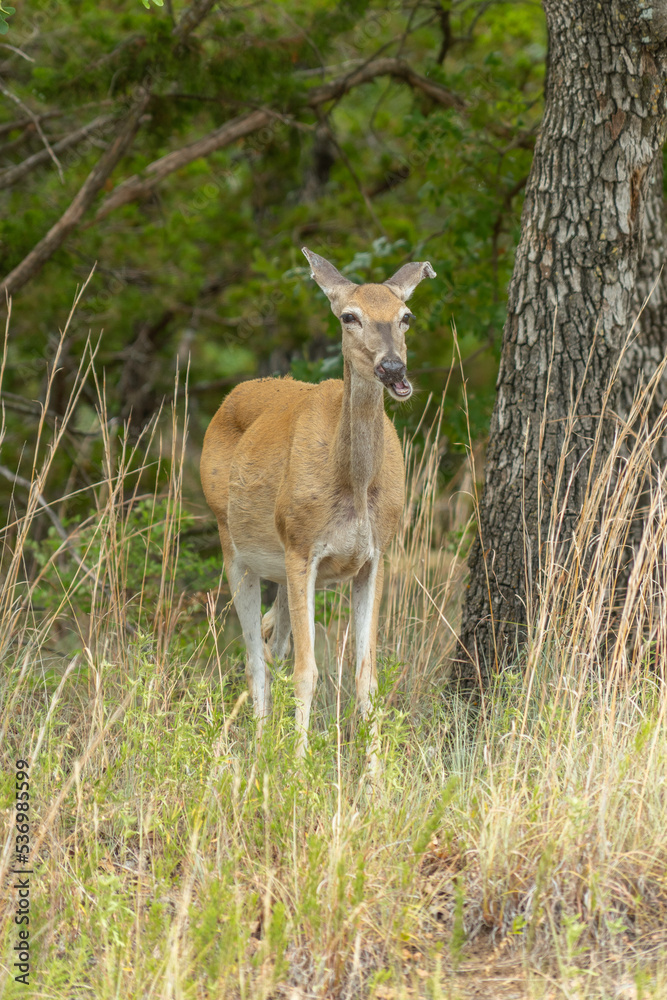 Wichita Mountains Wildlife Refuge, deer Wichita Mountains Wildlife Refuge, deer