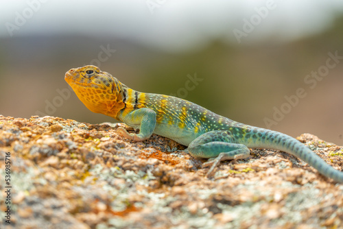 Wichita Mountains Wildlife Refuge, Eastern collared lizard