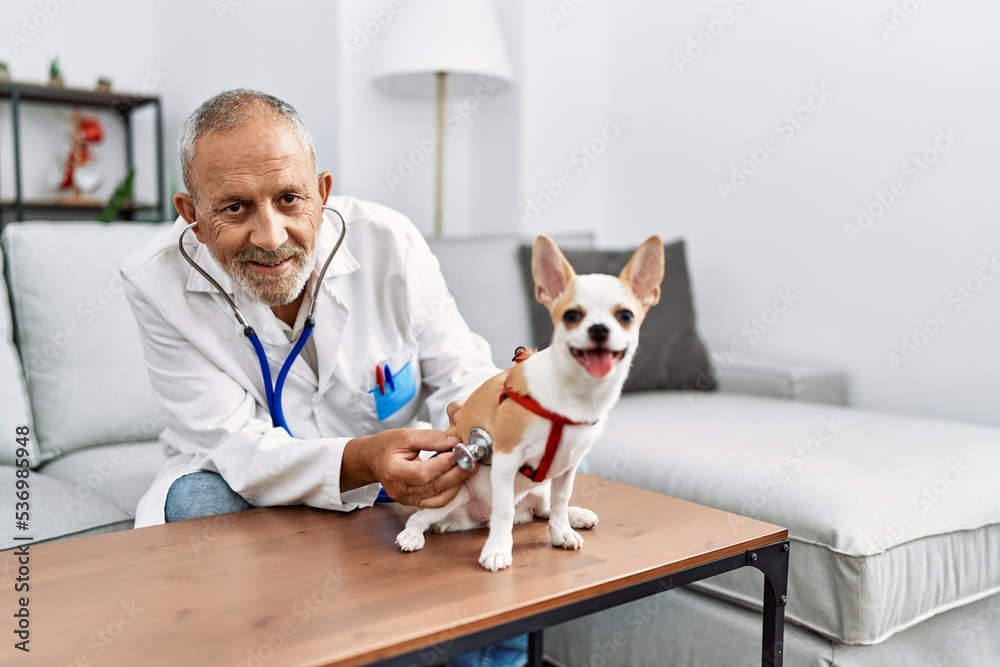Senior grey-haired man wearing veterinarian uniform examining chihuahua at vet clinic