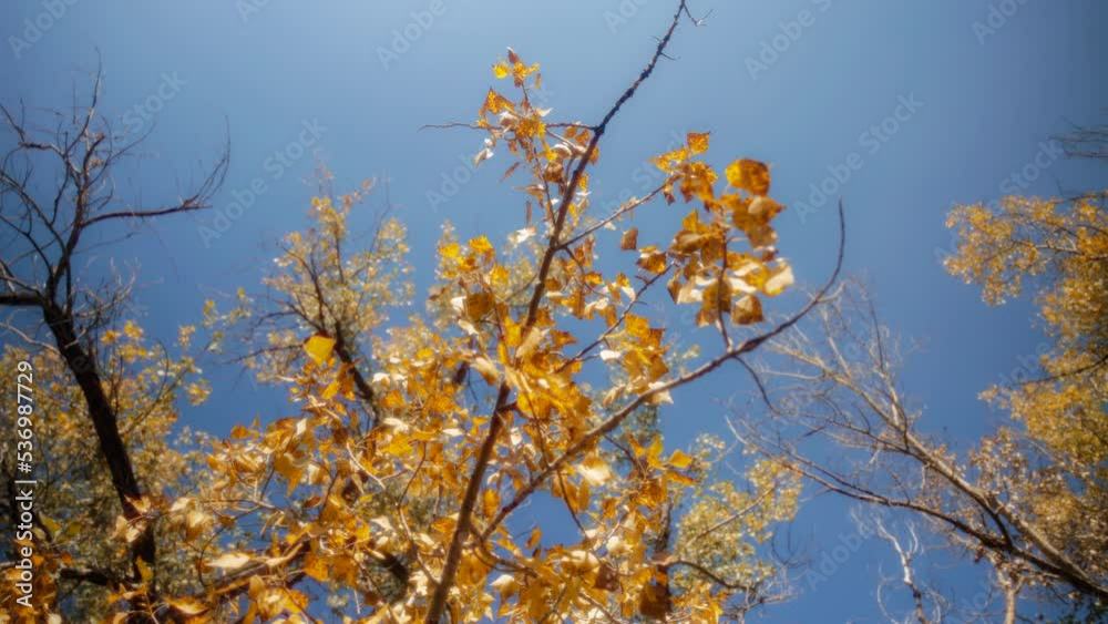 Golden leaves covering the tree branch in autumn on a blue sky background. Seasons changing concept. Slow motion, dolly shot. Golden leaves covering the tree branch in autumn on a blue sky background. Seasons changing concept. Slow motion, dolly shot.