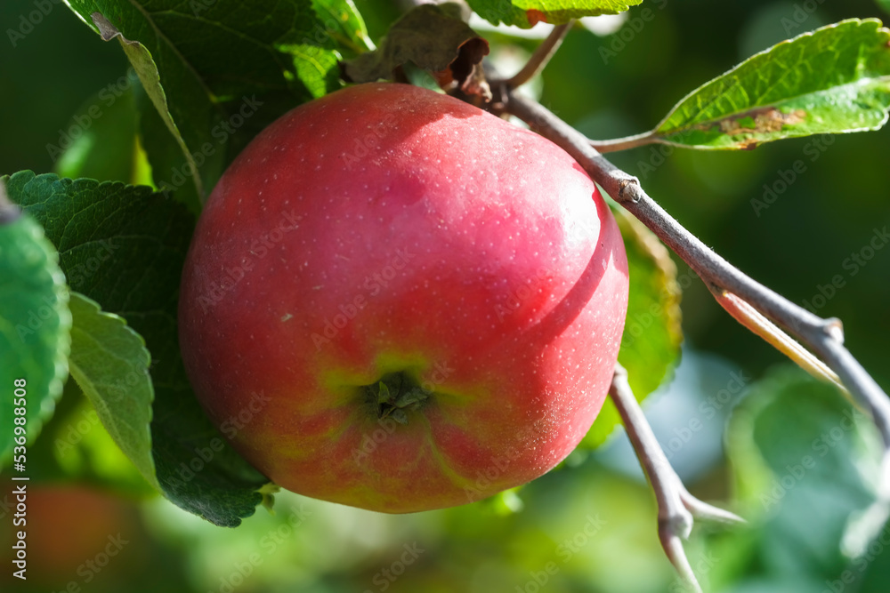 Close-up of ripe fruits of an apple tree on a meadow orchard in Taunus/Germany in autumn Close-up of ripe fruits of an apple tree on a meadow orchard in Taunus/Germany in autumn