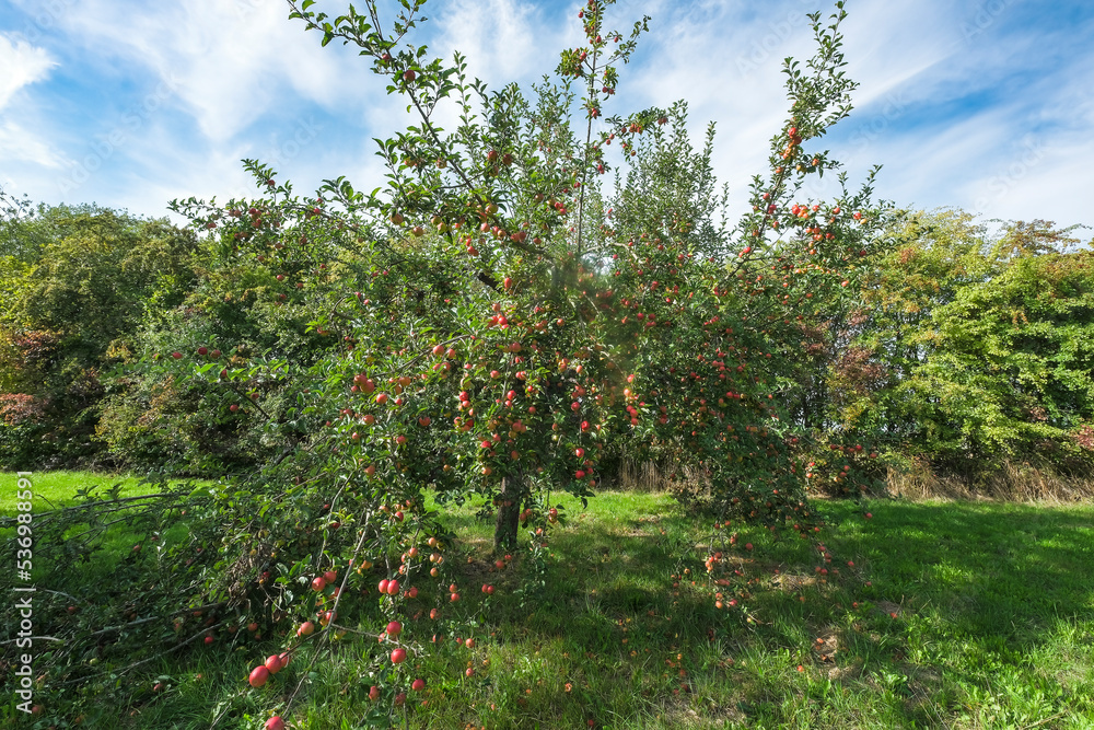 View of an orchard in the Taunus in Hesse/Germany with an apple tree on a sunny autumn day