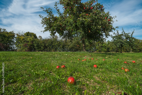 View of an orchard in the Taunus in Hesse/Germany with fallen fruit in the foreground and an apple tree in the background