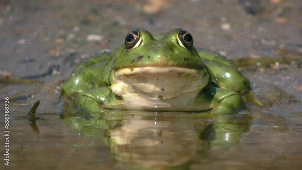Green Marsh frog or Eurasian marsh frog (Pelophylax ridibundus) sits in the splash area, sun reflections, front view, portrait. Green Marsh frog or Eurasian marsh frog (Pelophylax ridibundus) sits in the splash area, sun reflections, front view, portrait.