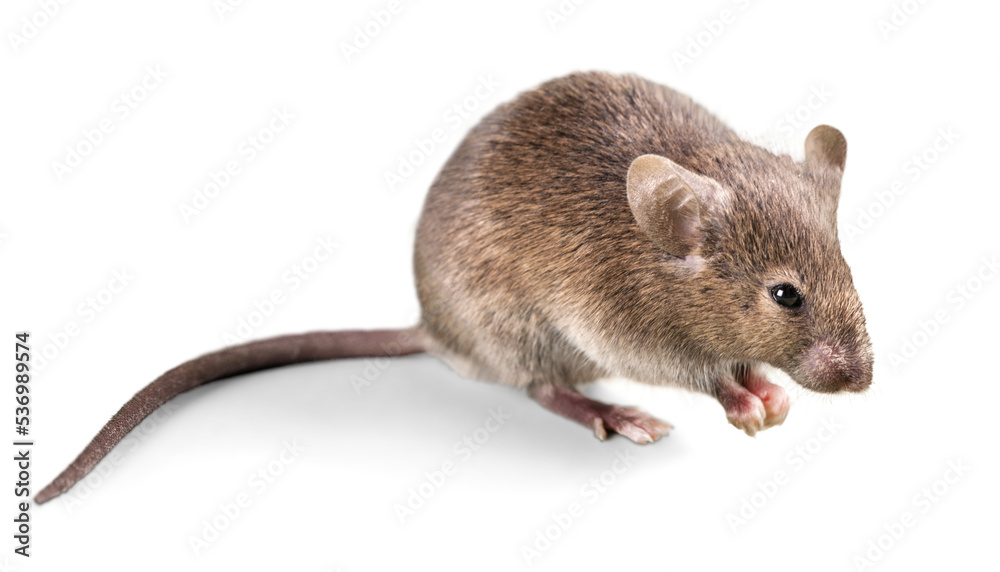 Gray mouse animal on background Gray mouse animal on background