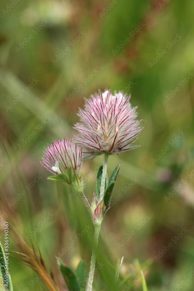 Hares foot clover flower in close up