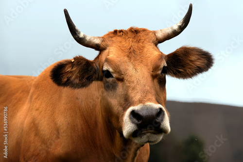 Asturian cow looking straight ahead photo