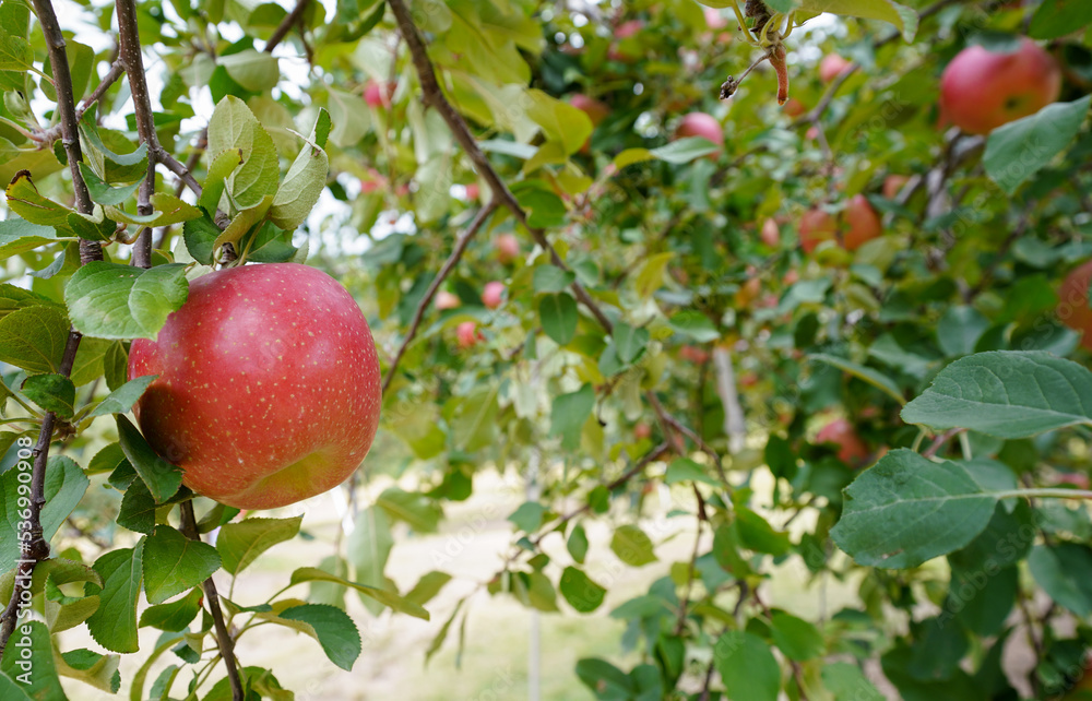 Korean Apple Tree Korean Apple Tree