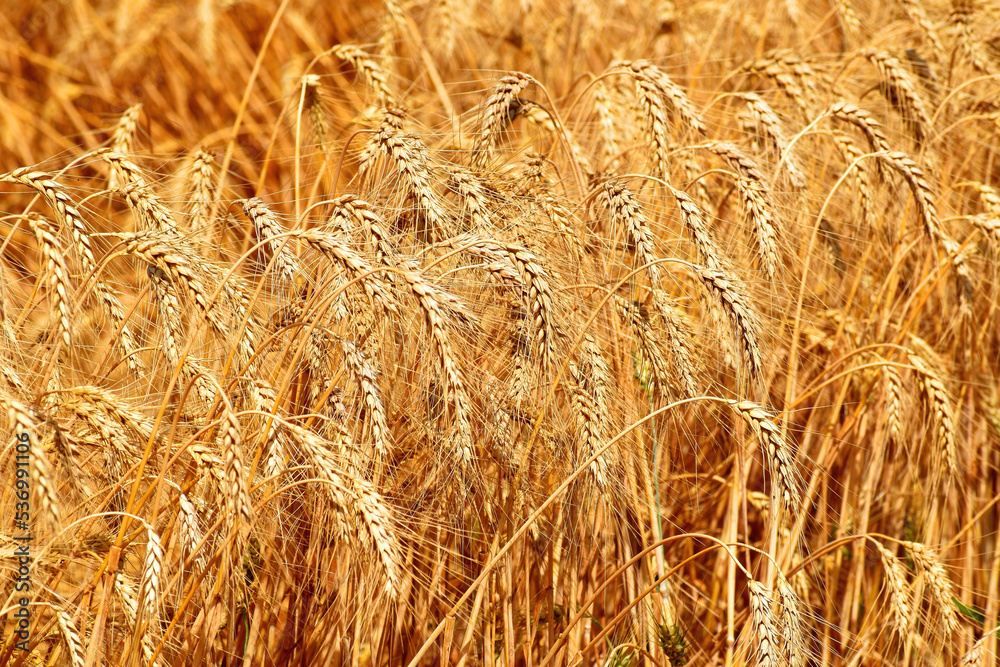 Golden wheat field in summer. A field with grain crops on a sunny day, close-up. Golden wheat field in summer. A field with grain crops on a sunny day, close-up.