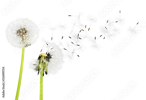Close up of grown dandelions and dandelion seeds isolated on background