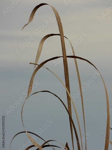 Plant with leaves and twigs against a gray sky, vertical shot photo