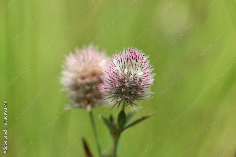 Hares foot clover flower in close up Hares foot clover flower in close up