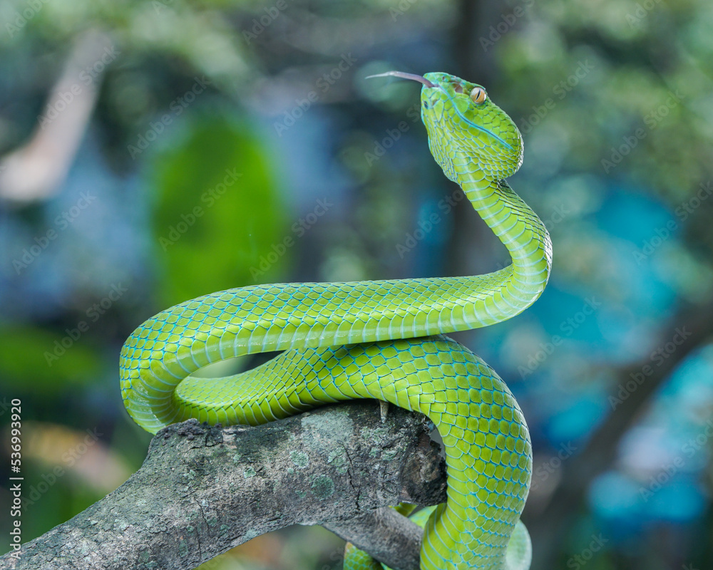 Fototapeta premium green snake on tree