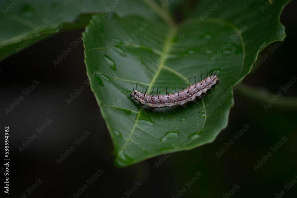 The passion fruit caterpillar Agraulis vanillae (Nymphalidae: Heliconiinae: Heliconiini) under a leaf of the passion fruit plant.