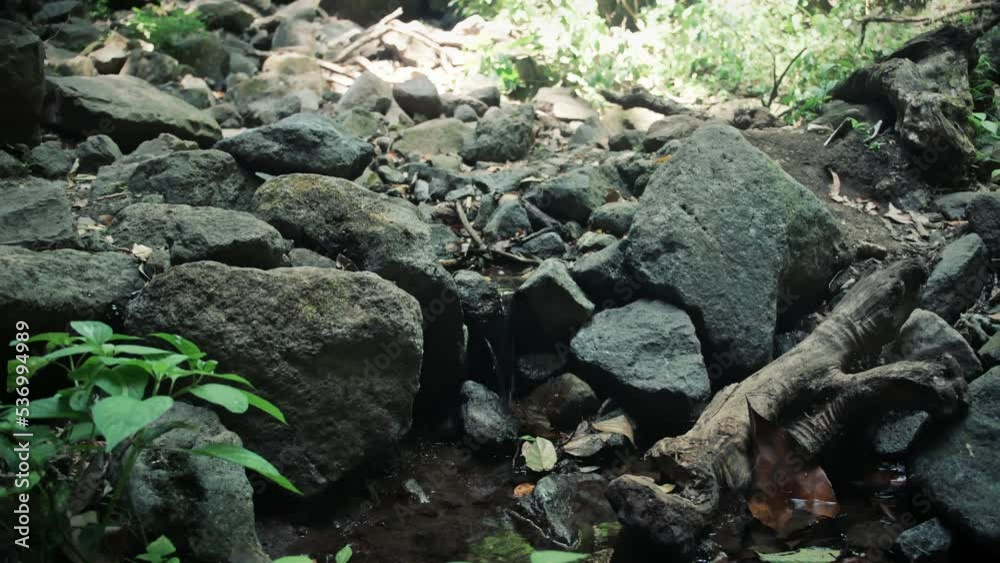 A small stream in the jungle in Nicaragua A small stream in the jungle in Nicaragua