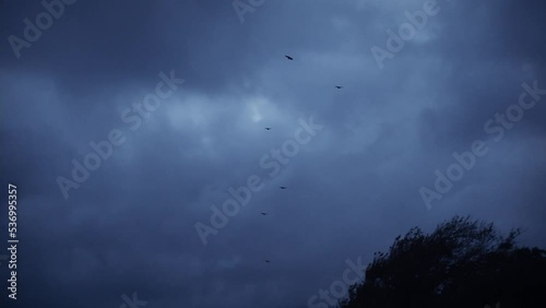 Birds flying across a dark cloudy sky photo