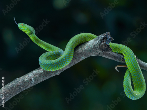 green snake on a tree