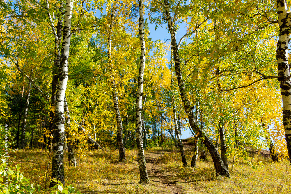 Fototapeta premium Autumn landscape. Birch autumn forest on a sunny day.