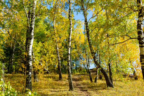 Fototapeta Naklejka Na Ścianę i Meble -  Autumn landscape. Birch autumn forest on a sunny day.