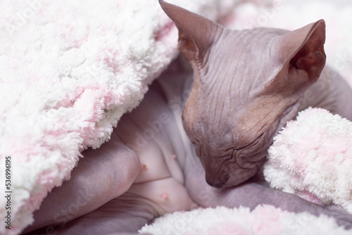 A sleeping cat on a pink and white knitted blanket. Don Sphinx breed cat