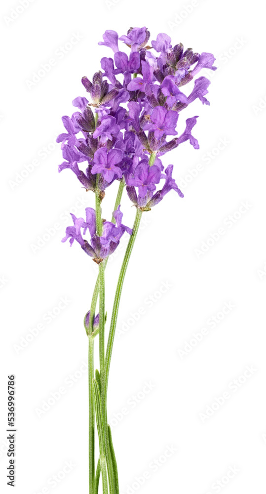 Lavender flowers isolated on white background Lavender flowers isolated on white background