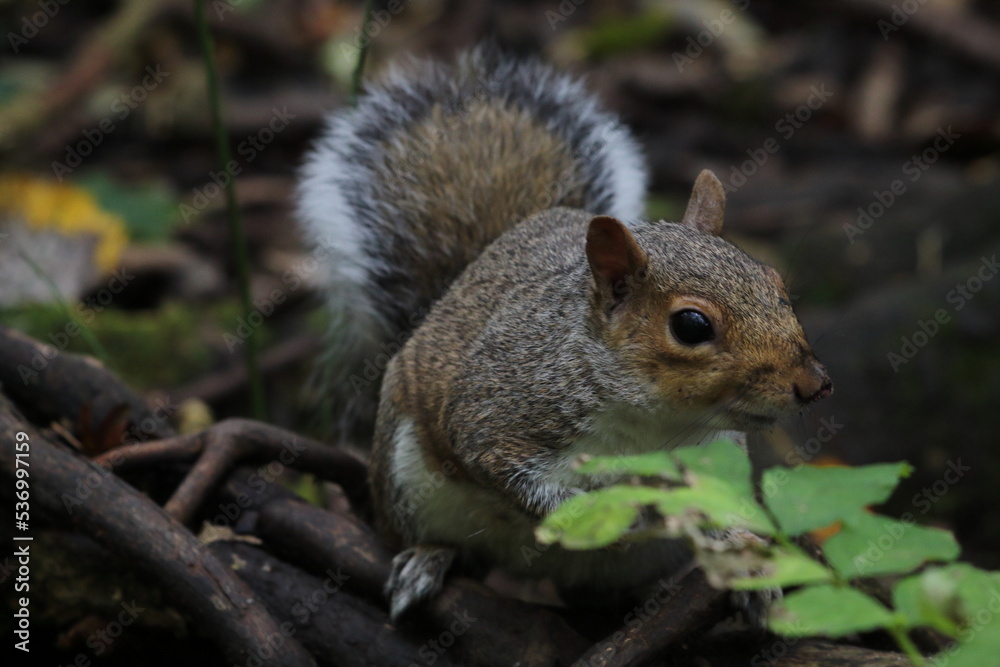 A wild grey squirrel in the forest. The animal is looking for food. A wild grey squirrel in the forest. The animal is looking for food.