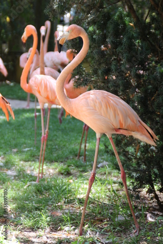 fenicotteri rosa
