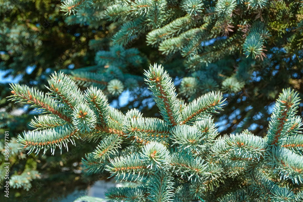 Fir tree branches and green leaves texture background