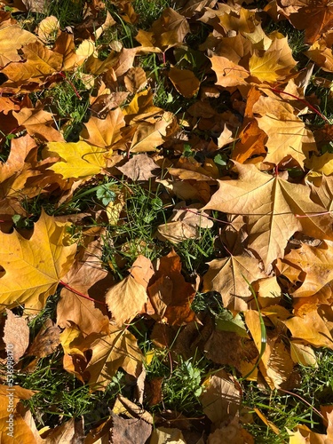 Autumn falling leaves on the ground, yellow and red dry leaves, natural background