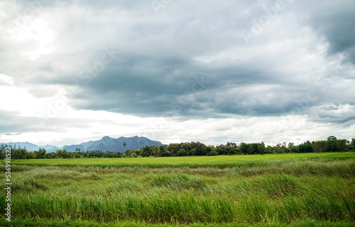 Green rice field with mountain background under cloudy sky after rain in rainy season  panoramic view rice .