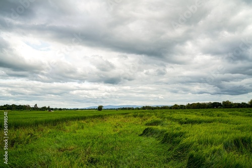 Green rice field with mountain background under cloudy sky after rain in rainy season  panoramic view rice .