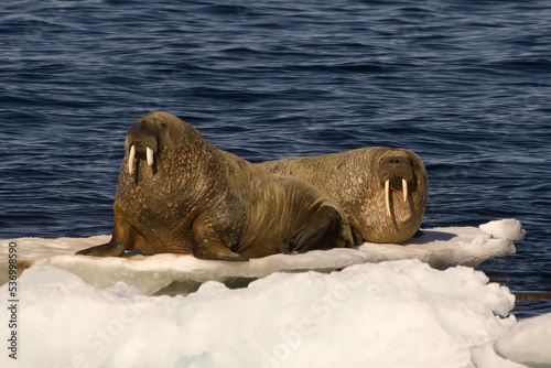 Walruses (Odobenus rosmarus) lying on floating ice, Davis Strait, Nunavut, Canada photo