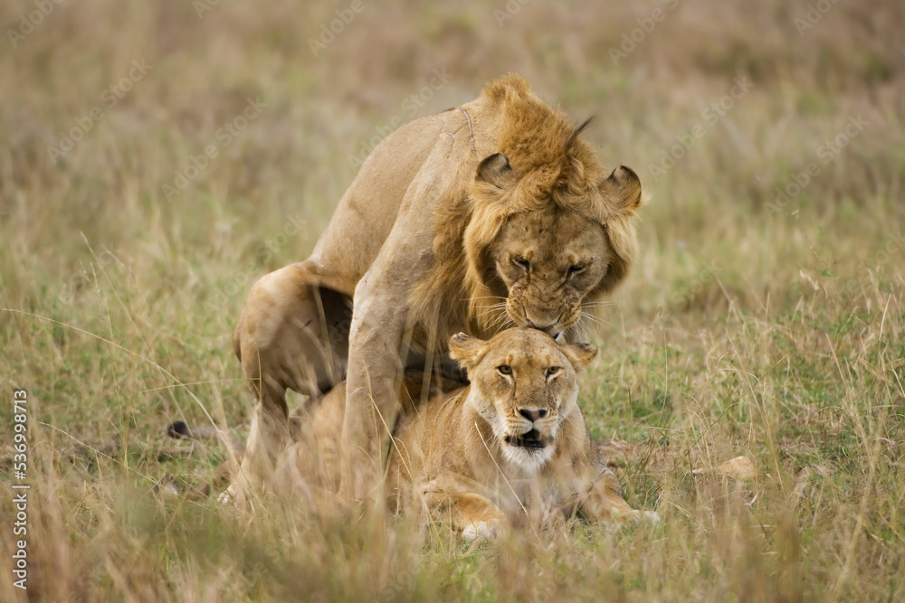 Obraz premium Mating Lions, Panthera leo, Carnivora Order, Masai Mara, Kenya