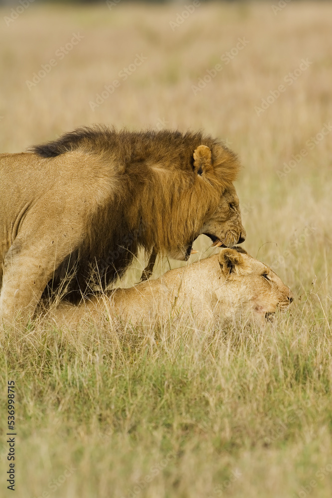 Mating Lions, Panthera leo, Carnivora Order, Masai Mara, Kenya Mating Lions, Panthera leo, Carnivora Order, Masai Mara, Kenya