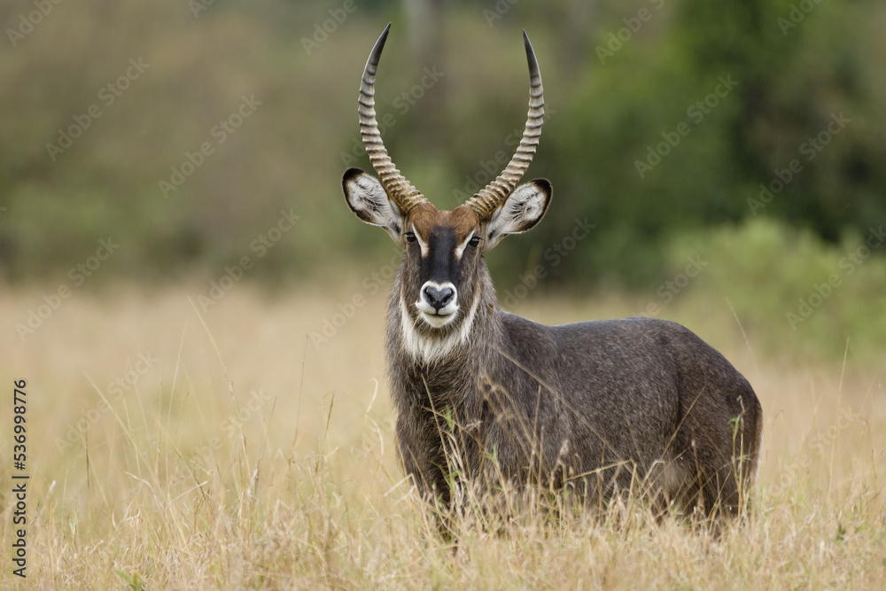 Fototapeta premium Male Defassa Waterbuck, Kobus ellipsiprymnus defassa,Masai Mara National park, Kenya