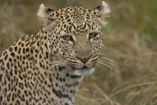 Leopard  Panthera pardus  Masai Mara  Kenya